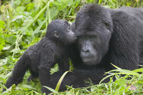 uganda chimpnzee