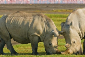 4 DAYS MASAI MARA AND LAKE NAKURU TOP JEEP PRIVATE SAFARI