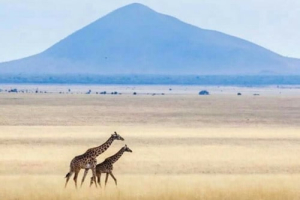 6 DAYS TANZANIA SAFARI