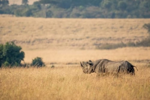 7 DAYS BEYOND THE HORIZONS-HIGH END CAMPING SAFARI