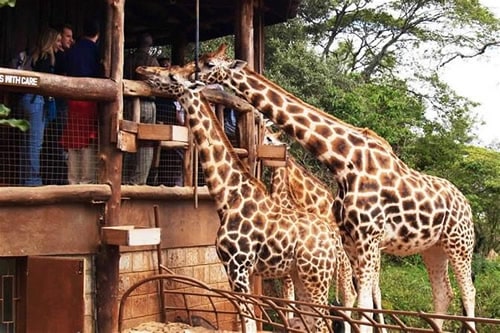 giraffe center