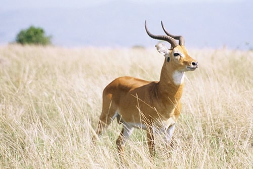 uganda safaris