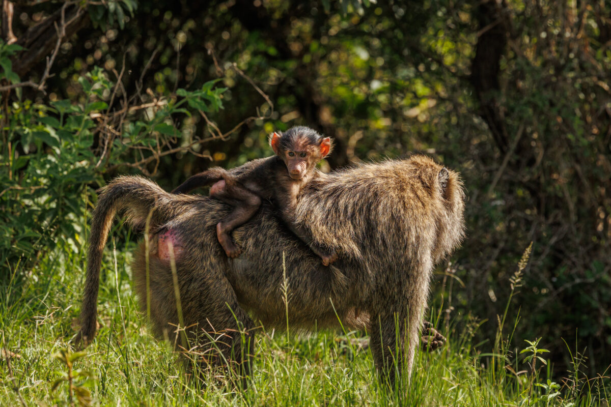 Top 7 Wildlife Experiences You Shouldn’t Miss in East Africa