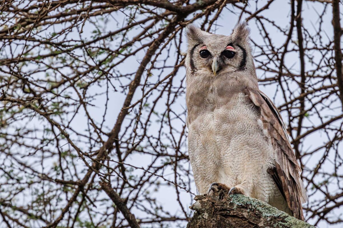 The Ultimate Guide to Planning Your First African Safari